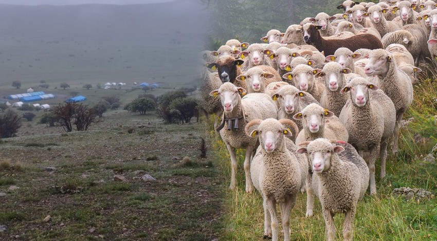 Erzincan'da hayvan sahibi vatandaş 60 koyun yavrusunu ahıra bırakıp eve gitti. Sabah 60 tanesine bakmaya gelince korkunç manzarayı gördüler