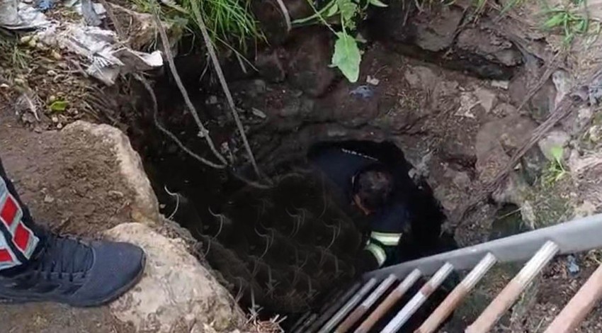 Diyarbakır'da 2 metrelik kuyudan gelen acı acı inlemeler üzerine resmi ekipler hemen harekete geçti. 1 tanesini içeride buldular