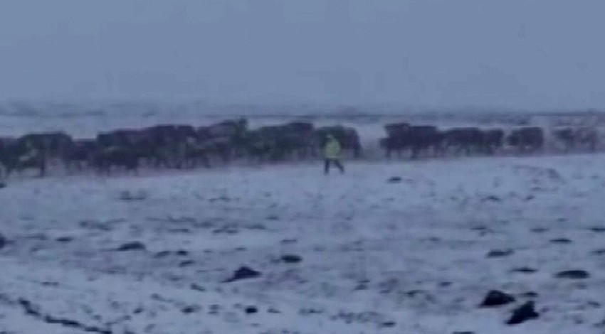 Ardahan'da köyden 100'lerce inek ile yola çıkan çoban, dağda sürpriz bir manzara ile karşılaştı. 100'lerce inek kaçacak yer aradı