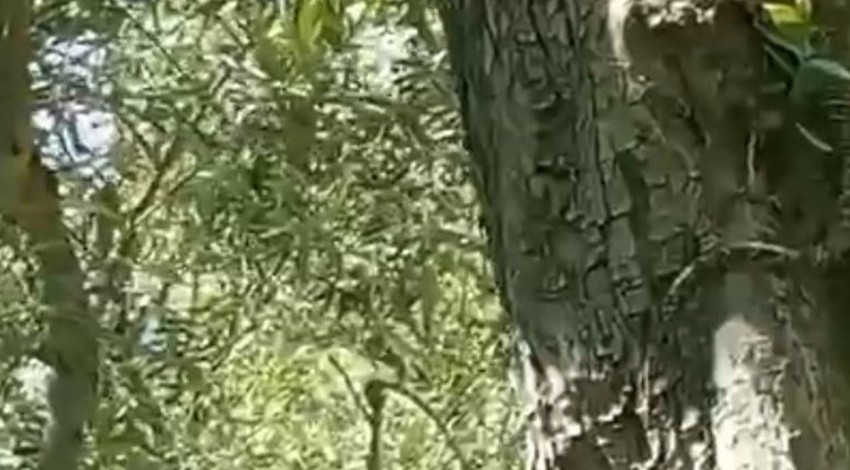 Bursa'da zeytin ağacının üzerinde bir anda belirdi... 2,5 metre boyundaydı, onu gören vatandaşlar geri geri kaçmak zorunda kaldı