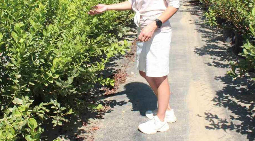 Manisa’da 1000'lerce çiftçiye acil uyarı gerçekleştirildi. İçeriden girip yok ediyor