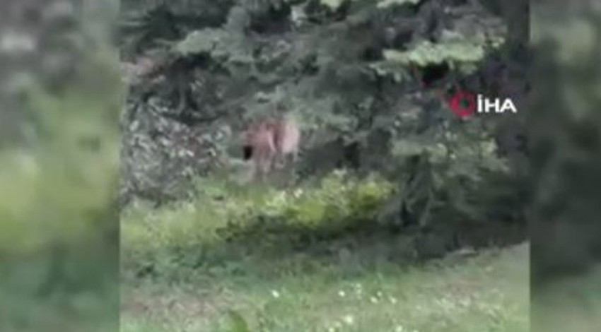 Bolu'da gündüz 1 kez bile görülmeyen gündüz insandan kaçan hayvan, ormanda gezinirken görüldü. Hayırdır inşallah
