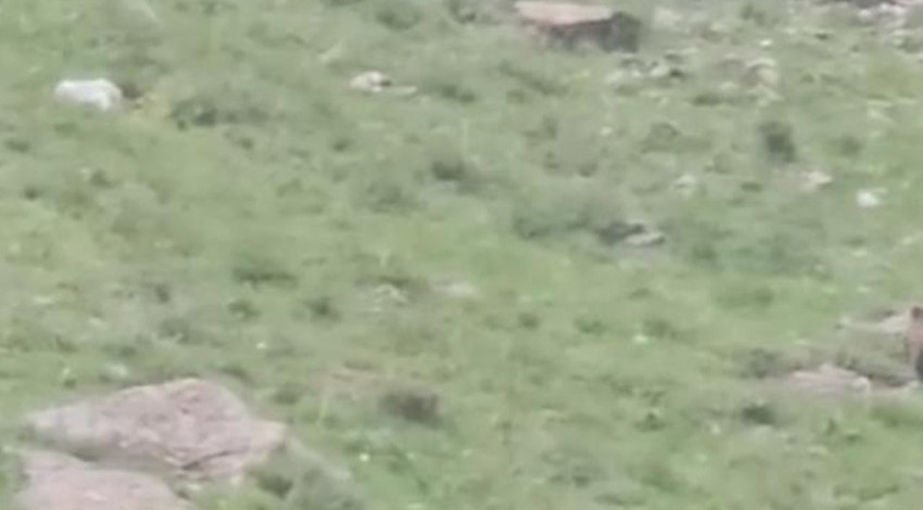 Hakkari'yi sıcaklar basmasıyla birlikte önce 1 tane anneleri, ardından 2,3,4 diye de yavruları ortaya çıktı
