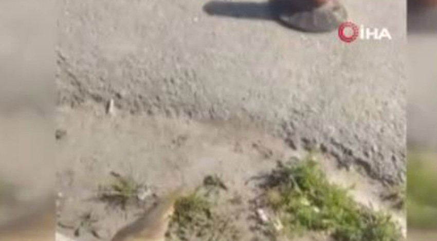 Sinop’ta 1 tane ile görülen hayvan büyük bir heyecan yarattı. Yakında 1 tanesi bile görülmeyebilir
