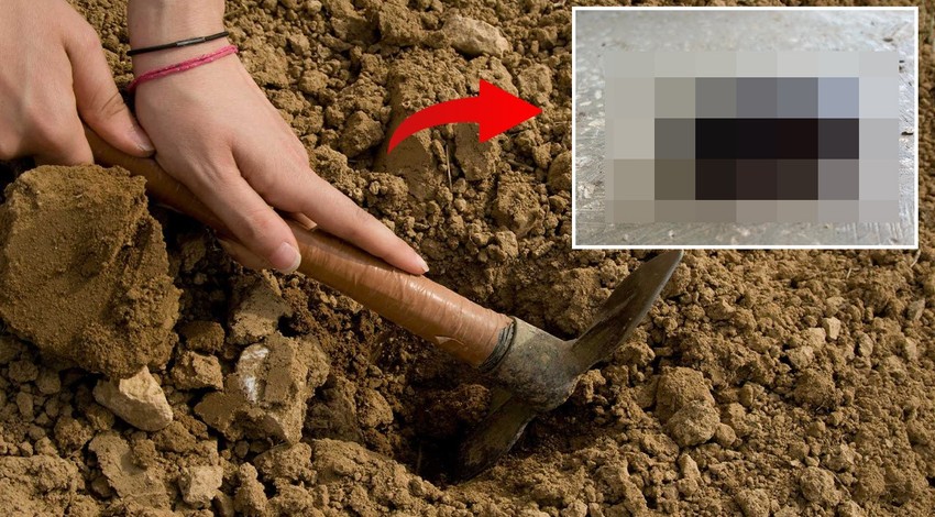 Manisa'da çiftçinin toprakta zeytin çapaladığı sırada 2,3,4'ncü çapa darbesinde gözüne takıldı. Ağırlığından 850 kat fazlasını taşıyabilen hayvanı gördü