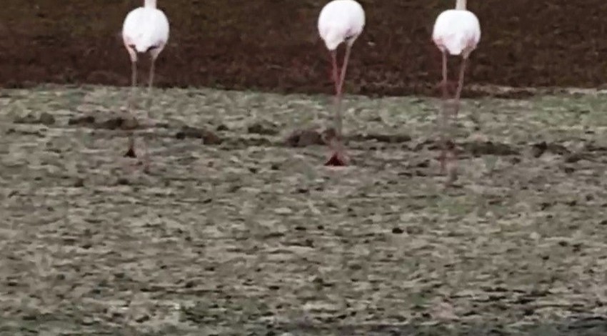 Göç yolundaki Flamingolar Diyarbakır'da görüntülendi. Ortaya kartpostallık görüntüler çıktı