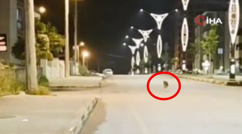 Karabük’te 1 tane hayvanı korkunç bir şekilde gördü. Refüjün başında kafasında onunla çaresizce bekliyordu
