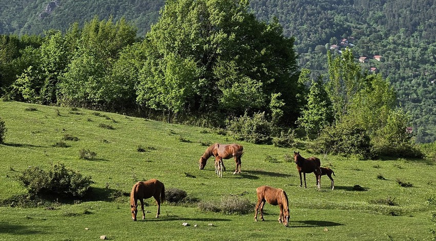 Yenice Yaylalarında yılkı atları sürü halinde görsel şölen sunuyor