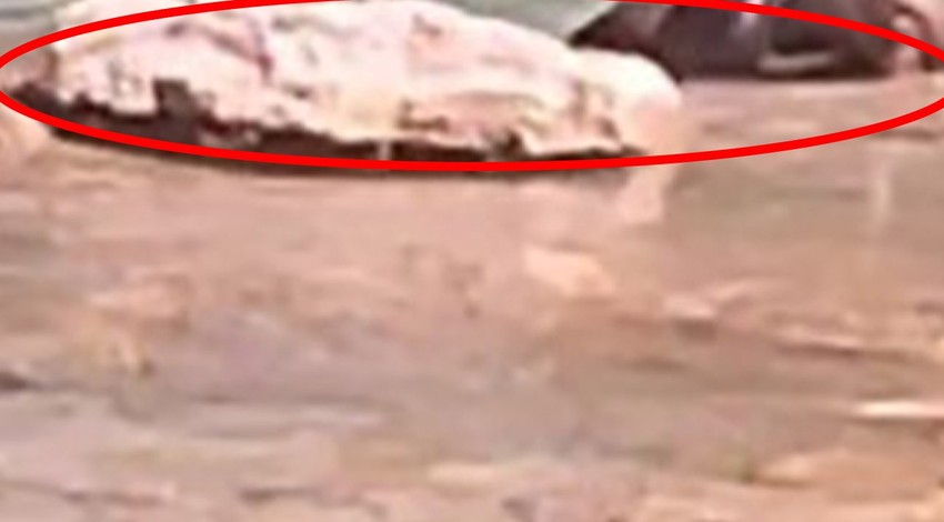 Tunceli'de 3 tanesi doğada hep beraber ortaya çıktı. Yakında insanlar o hayvan 1 tanesini bile çok zor görecek