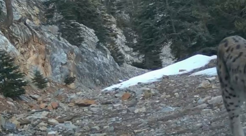 Akdeniz'in gizlenen misafirleri fotokapana yansıdı. İnsanlar onları çok göremiyor