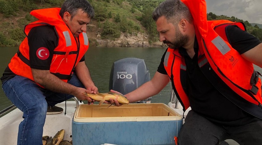 Kars’ta sazan balıkları üreme dönemlerinde titizlikle araştırılıyor