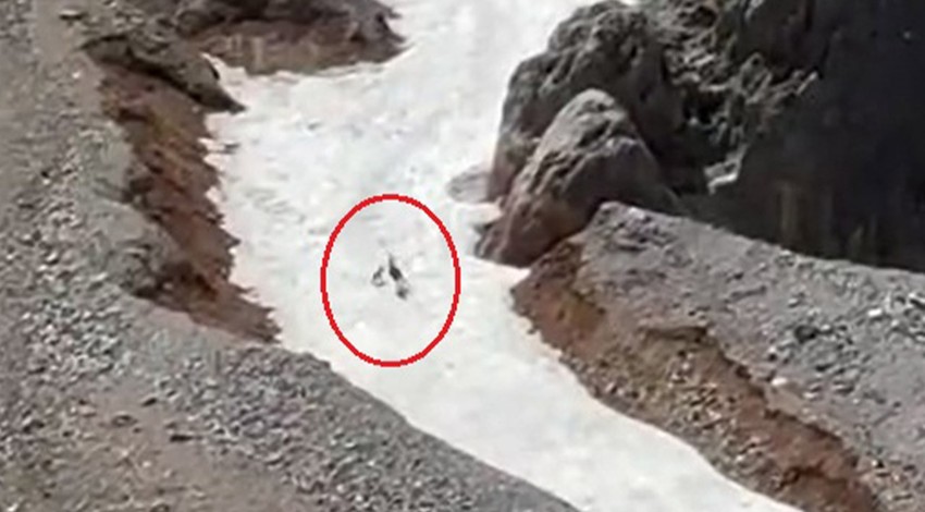 Tunceli'ye Bursa'dan gidip doğayı fotoğraflamak istediği sırada bir anda o korkunç detayı fark etti! 2 tanesinden 1 tanesini ağzında görenleri ağlattı