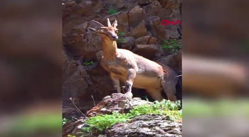 Erzincan'da normalde 10'larca ile sürü halinde görüntülenen hayvan bu kez bambaşka bir şekilde görüldü! İzleyen hayran kaldı