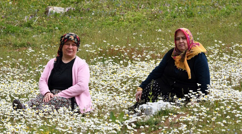 Sakarya Dikmen Yaylası’nda bahar geç geldi. Çiçekler Haziran ayında açtı