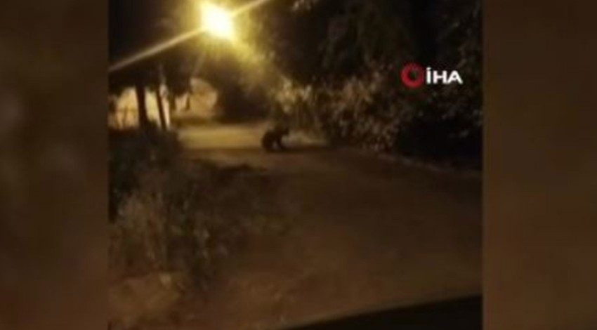 Karabük'te gece saatlerinde 1 tanesi mezarlığın hemen yanında fark edildi. Sürücü onu görür görmez hemen fotoğrafını çekti