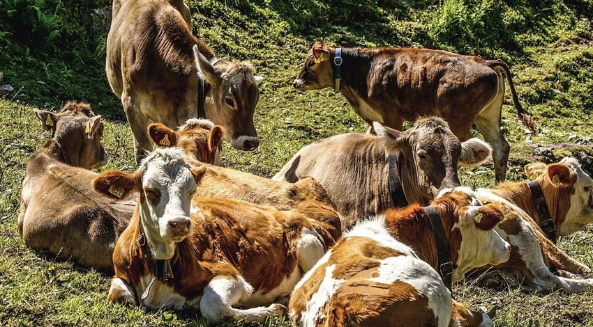 20000 tane inek hakkında doğada hayvanseverleri ayağa kaldıran karar! 140 yıldır aynı yerde duran 2000 inek teker teker çürümeye terk edildi