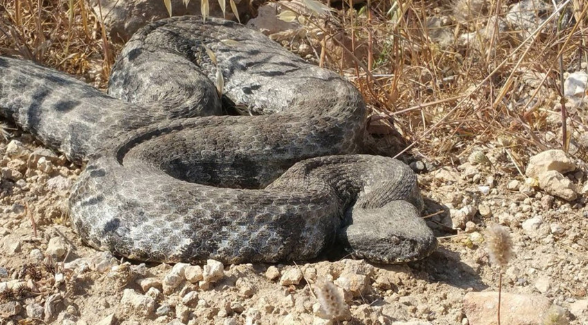  Şırnak'ta yılanın ısırdığı bir kişi hayatını kaybetti