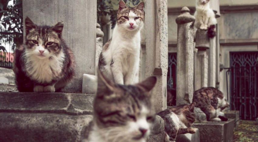 Kedi koruma gönüllüsünün evinde dehşet veren olay! 100'den fazla ölü kedi bulundu