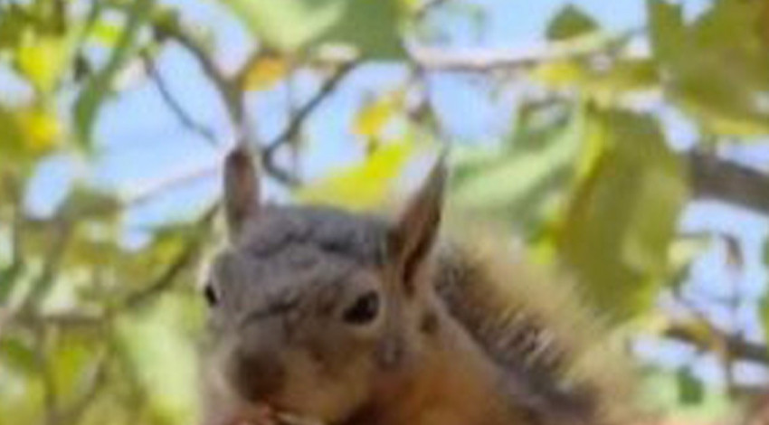 Osmaniye'de ağacın üzerinde bir anda ortaya çıktı. Hayvanın elindekini gören vatandaşların yüreği ısındı