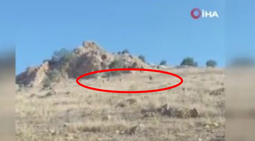 Mardin'de kırsal alanda 3 tanesi yan yana yürürken ortaya çıktı. Onlara dokunmak isteyen 1.000.000'u hazırlasın öyle dokunsun