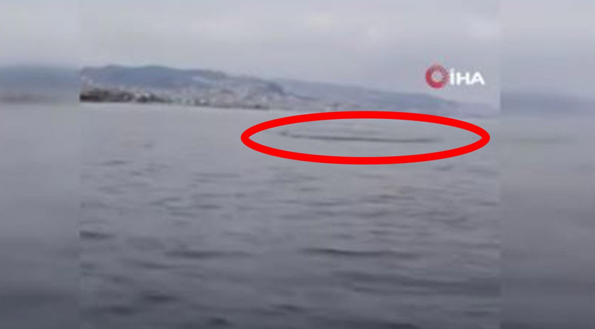 Marmara'ya açılan bir grup gencin derinlerde karşısına çıktı. Gençler onları görünce hemen kayda girdi