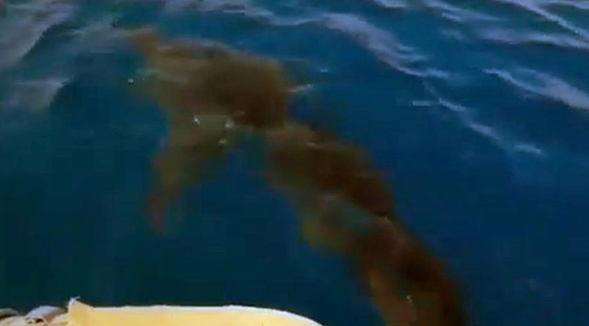 Antalya'da 3-4 metre boylarındaki bir bireyi ilk kez görüldü. Uzun zamandan bu yana Gökova'da yaşadığı biliniyordu