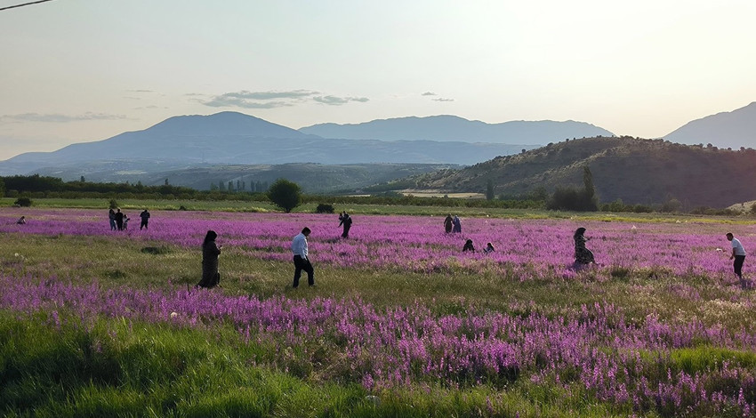 Yol kenarında kendiliğinden açan lavantaya benzer yabani otlar görenlerin dikkatini çekiyor