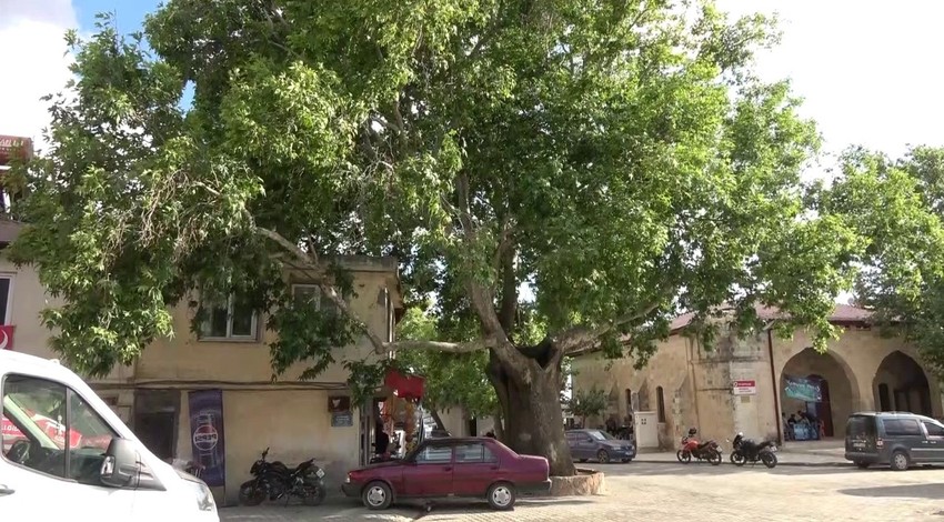Adıyaman Tut’taki 600 yıllık anıt çınar ilçenin simgesi oldu