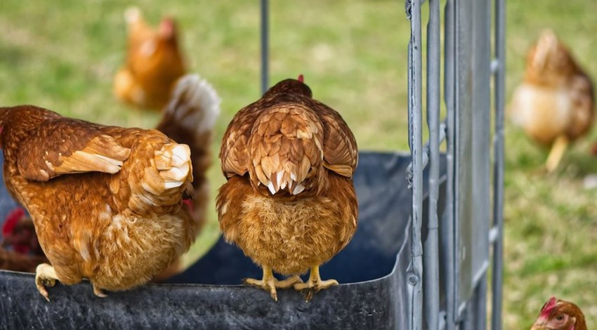 Erzincan’da kümesteki hayvanların bıraktığı yumurtaların 1'er 1'er kaybolduğunu fark etti. 2 gün boyunca kümesi izlediğinde bir anda karşısında onu gördü