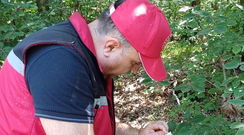 Kocaeli'de 15.000 tanesi teker teker doğaya salındı. 15.000 tane Kocaeli'nin her yerine hemen dağıldı