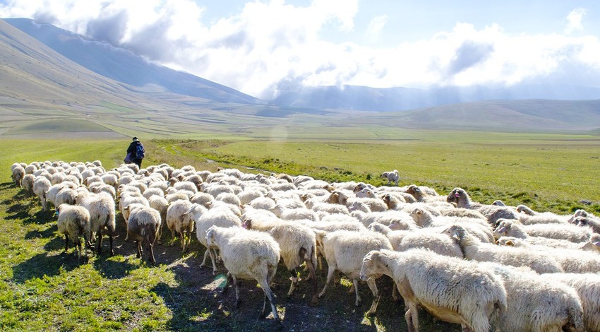 Gümüşhane'nin çoban, 4 hayvan sahibine ait 100'den fazla koyunu yaylaya çıkarmıştı. Çobanı bile titreten korkunç bir şey oldu