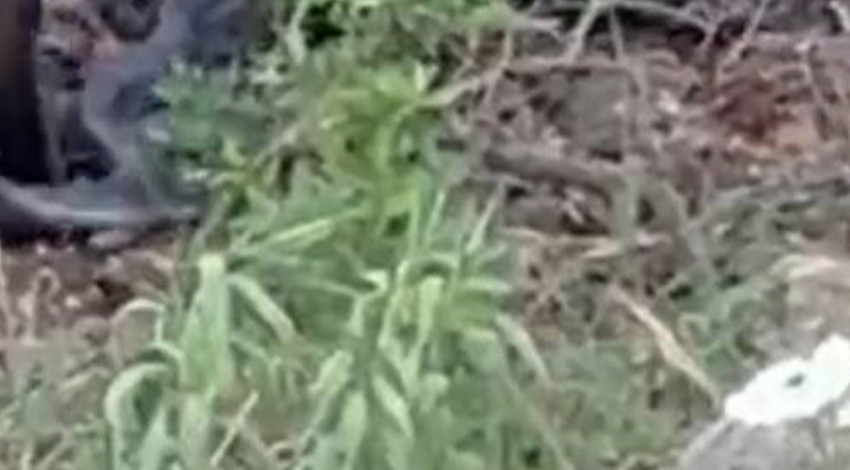 Adana'da 2 tanesi çalılıkların arasından fırladı. 2 tane hayvanın yaptığı hareketi gören vatandaşlar bölgeden sessizce uzaklaştı