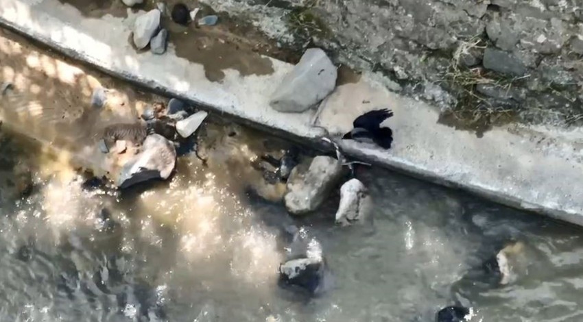 Artvin’de 1 tanesi Çoruh Nehri üzerinde ok gibi fırladı. Kıvrılarak ilerlemek isteyen hayvanı gözüne kestirip üzerine çullandı