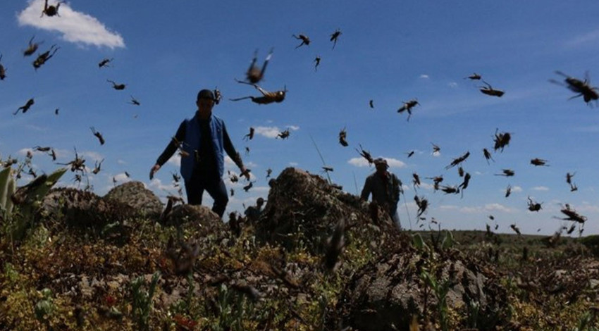 Elazığ ve Antalya'da başladı! 1000'lerce hayvan büyük istilaya başladı, İncil'de resmen kıyamet alametlerinden biri olarak gösteriliyor
