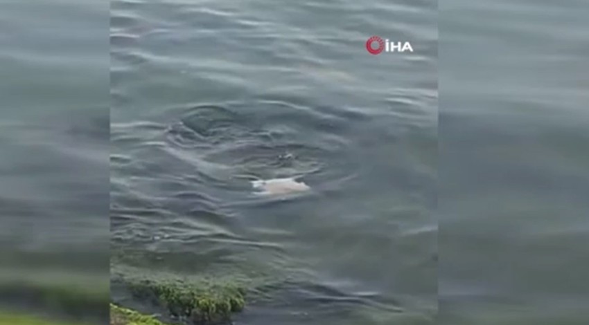 Marmara’da boyundan bile büyük balığı avladı. O hayvana doğru bakan vatandaşlar kısa süre sonra kim olduğunu tanıdı. Doğadan hızla yok olan 1 üyeydi