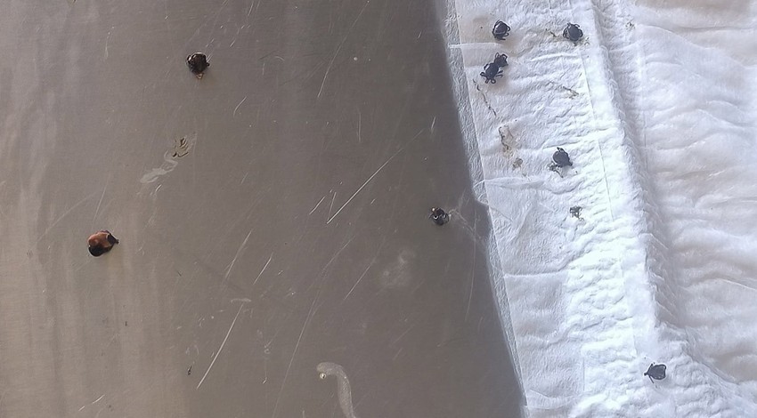 Polatlı’da Jandarma Komutanı, kenelerle kaplı kaplumbağayı kurtarmak için veterinere teslim etti
