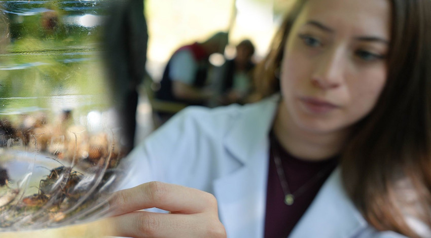 Samsun, Ordu, Trabzon, Düzce, Sakarya, Marmara'da çalışmalar acilen hızlandırıldı! 15.000 + 300 tanesi daha doğaya salındı