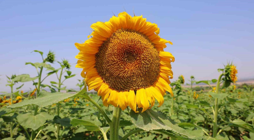 Kahramanmaraş’ta açan ayçiçekleri doğaseverlerin ilgisini çekiyor