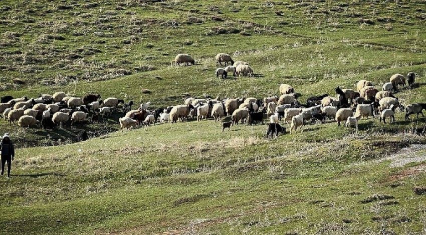 Ankara'da 300'lerce koyununu otlatan çoban koyunlar otlarken tarlada bir anda onu gördü! Kafasına ve 2 ayağına bakınca resmen hareketsiz kaldı
