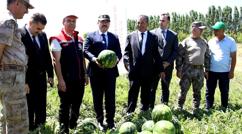Doğu’nun Çukurova’sı Iğdır’da sezonun ilk karpuzları toplandı