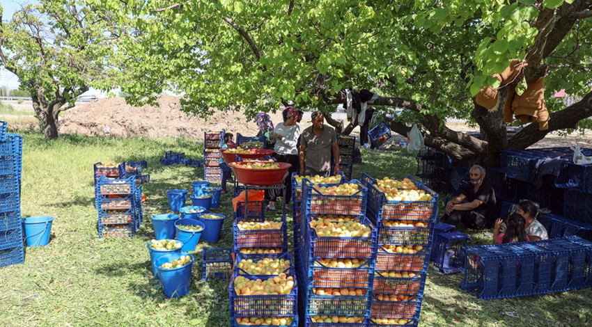 Iğdır’da başlayan kayısı hasadında 40 bin tonun üzerinde rekolte bekleniyor. Üreticiler, kayısıları ihraç etmeyi hedefliyor