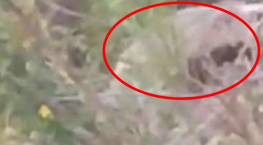 Denizli'de doğa yürüyüşüne çıkan bir genç kafasını 1 anlığına ormana doğru çevirince onu gördü. 1 göründü sonra aniden geri kayboldu