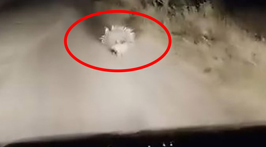 Elazığ'da gece vakti 1 araç sürücüsünün önünde aniden belirten yaratık panik yaptırdı. Normalde Afrika'da yaşıyordu