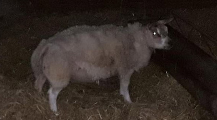Çiftlikte gece doğuran koyununa bakmaya giden çiftçi karanlıkta çok üzerine düşemedi. Sabah gittiğinde resmen korkunç manzarayı gördü sadece 1 tane vardı