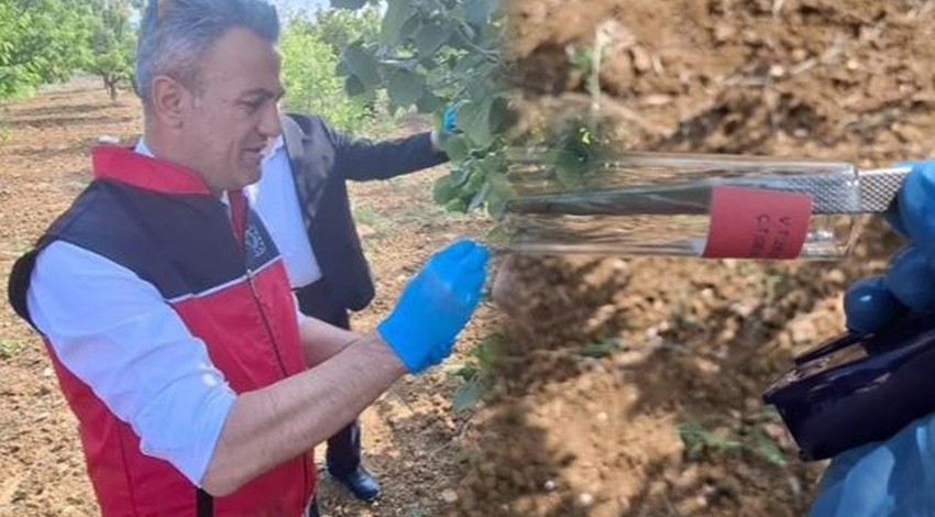 Bilecik'te her yeri 100.000'lercesi kaplamıştı. Çiftçileri perişan eden istilacıya karşı 8 noktaya 1008 tanesi bırakıldı