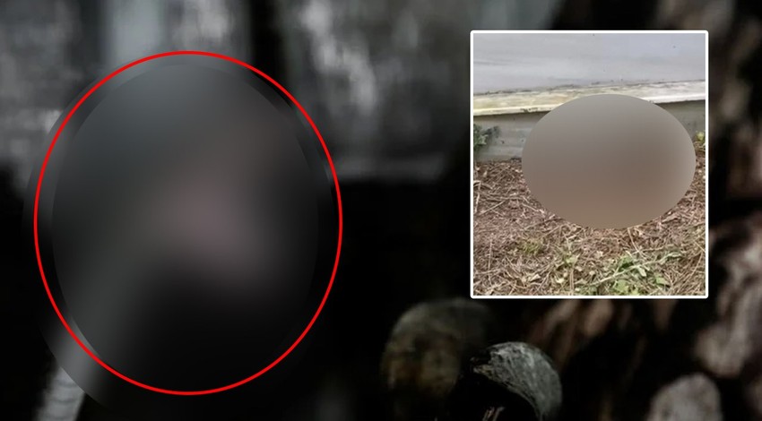 Yaz geldi artık her yerdeler! İstanbullular gördüğünüz yerde kaçın, sakın öldürmeyin! Boyu 2,5 metreyi buluyor