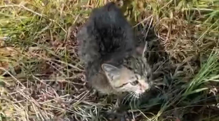 Bartın'da su kanalına düşen yavru kedi polis ekiplerince kurtarıldı