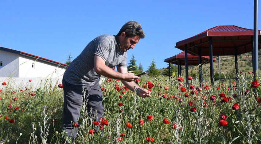 Yozgat'ta kırmızıya bürünen arazi kartpostallık görüntü oluşturdu