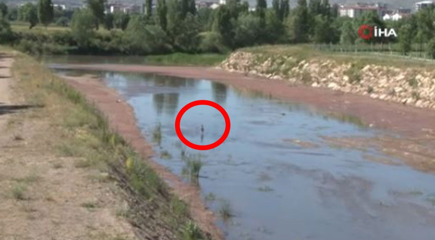 Sivas'ta doğada 1 tane ile ortaya çıkan hayvan büyük heyecan yarattı. Artık 1 tanesini bile görmek imkansız