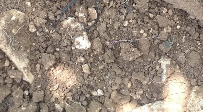 Denizli’de toprakta bir anda belirdi. 1 tanesini bile görmek çok önemli yakında doğada 1 tanesini bile görmek hayal olacak